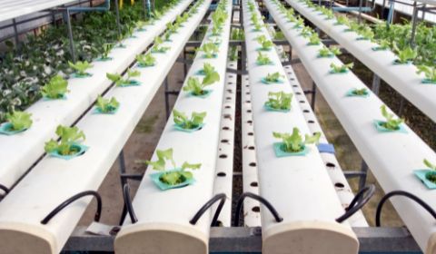 Các phương pháp canh tác tiết kiệm nước