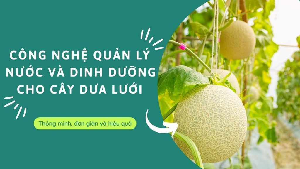 Công nghệ quản lý nước và dinh dưỡng cho cây dưa lưới