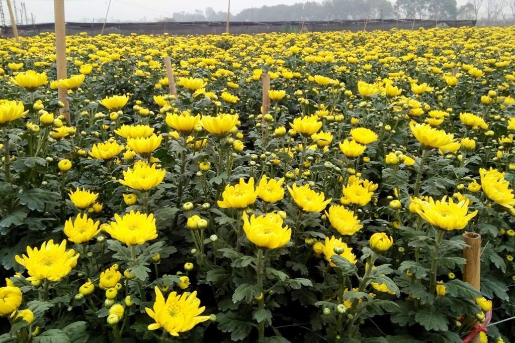 Hệ thống tưới cho cây hoa cúc năng suất, bông to