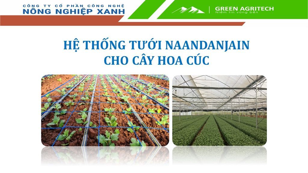 Hệ thống tưới NaanDanJain cho hoa Cúc