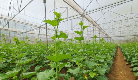 Hệ thống tưới nhỏ giọt cho 2ha dưa lưới - Bình Thuận