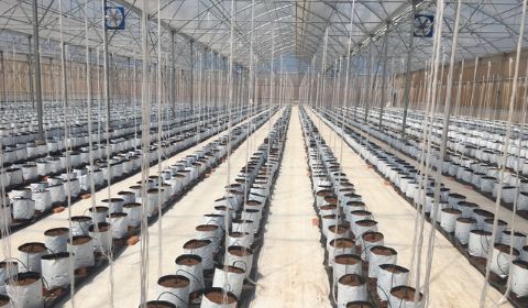 Hệ thống tưới nhỏ giọt cho 2ha dưa lưới - Hồ Chí Minh