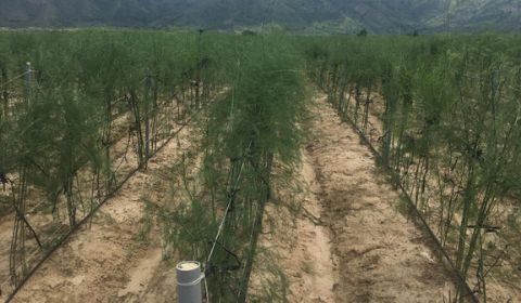 Hệ thống tưới nhỏ giọt cho 30ha măng tây – Ninh Thuận