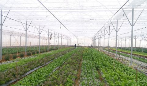 Hệ thống tưới nhỏ giọt cho 8ha rau - Đà Lạt