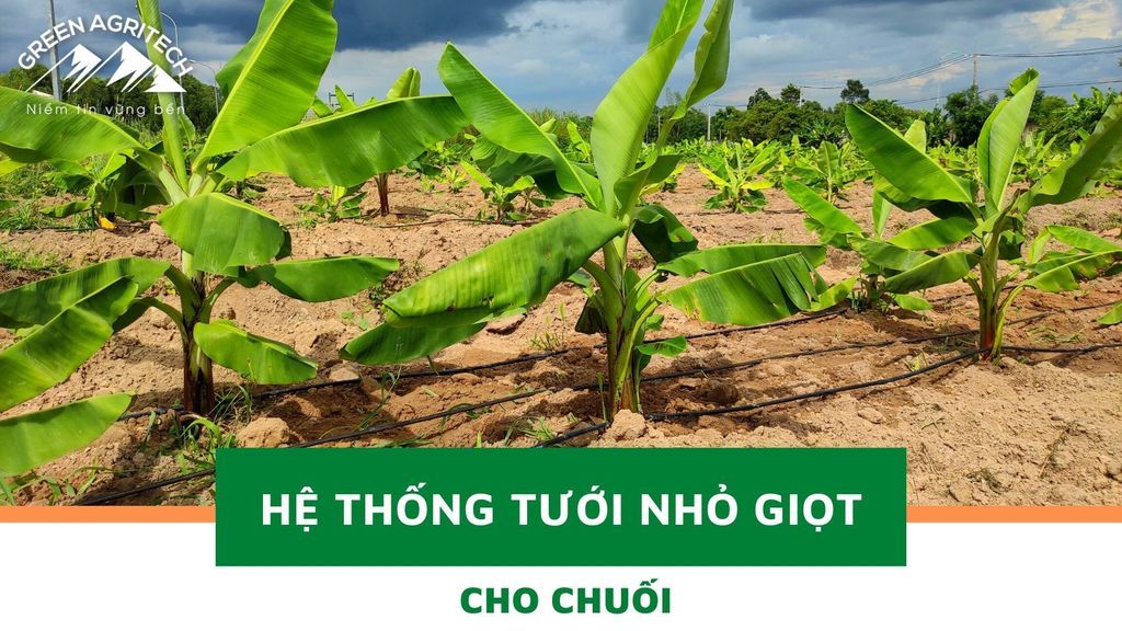 Hệ thống tưới nhỏ giọt cho 90ha chuối - BRVT