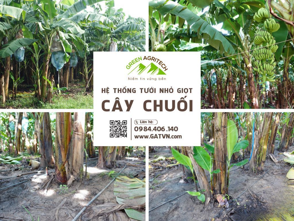 Hệ thống tưới nhỏ giọt cho cây chuối