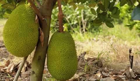 Hệ thống tưới nhỏ giọt Israel cho Mít - Nông nghiệp xanh