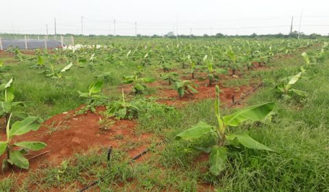 Hệ thống tưới phun mưa bù áp cho 19.2ha chuối - Vũng Tàu
