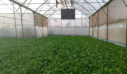 Hệ thống tưới phun mưa bù áp cho 300 nhà màng trồng rau - BRVT