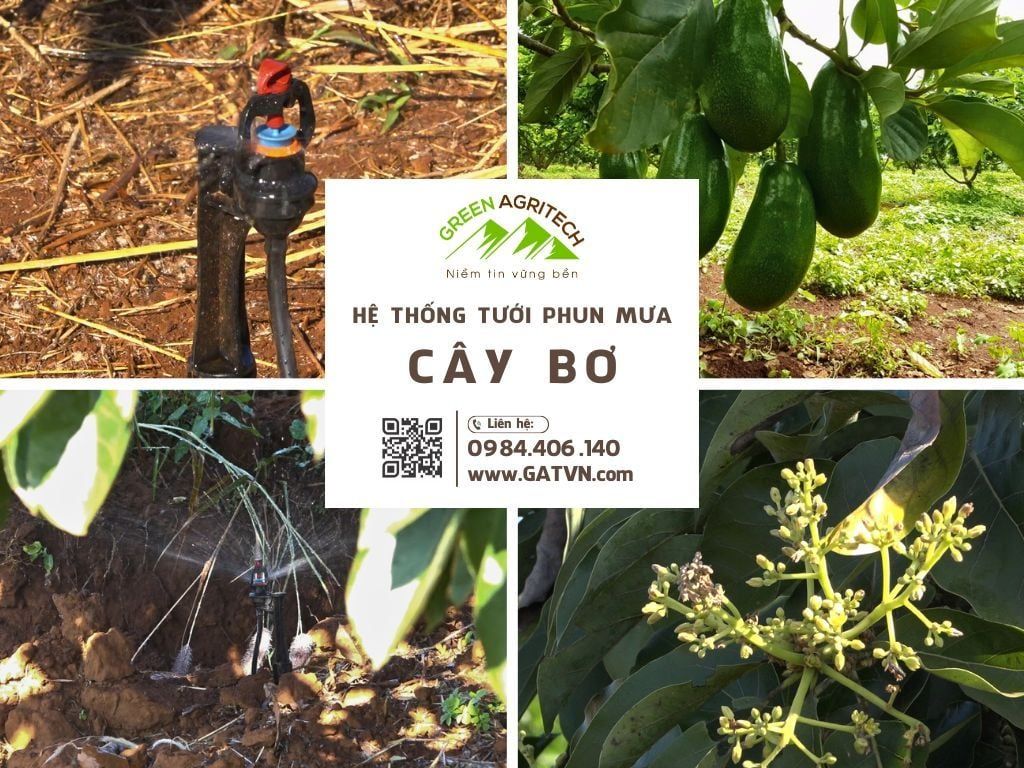 Hệ thống tưới phun mưa bù áp cho cây bơ