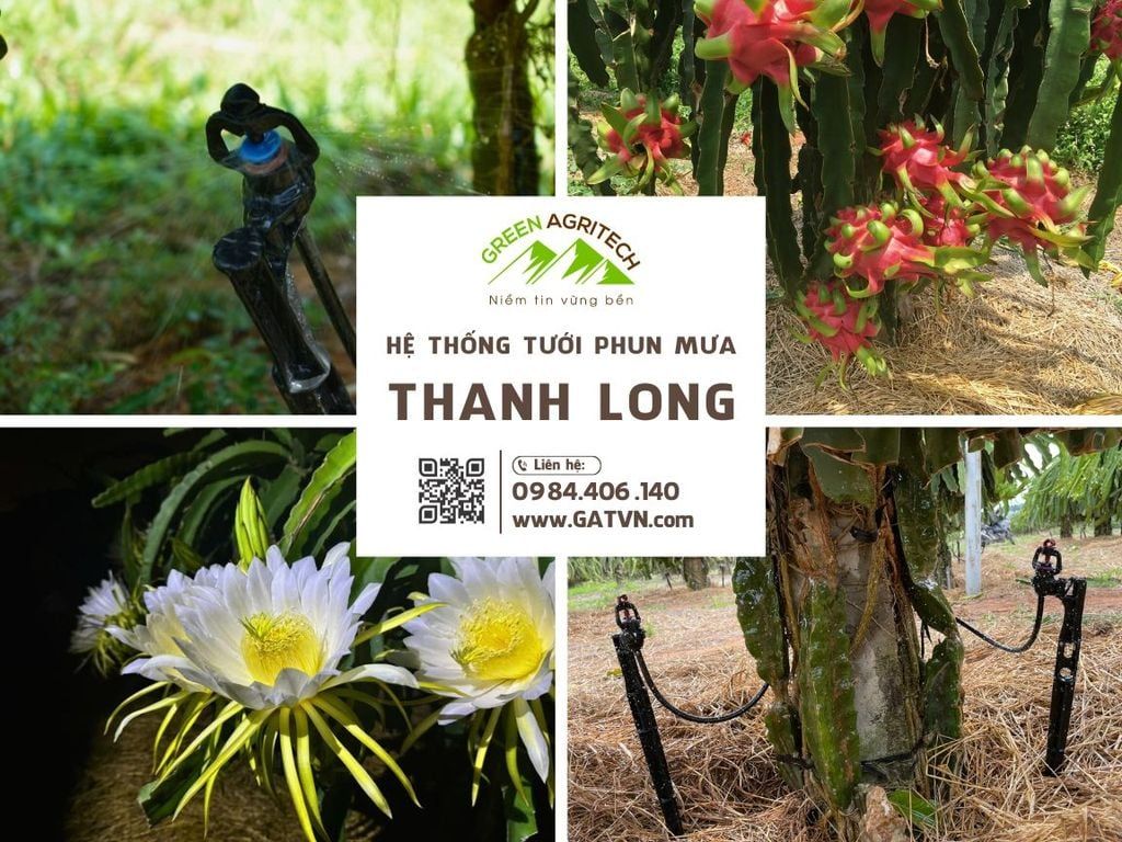 Hệ thống tưới phun mưa cho cây thanh long