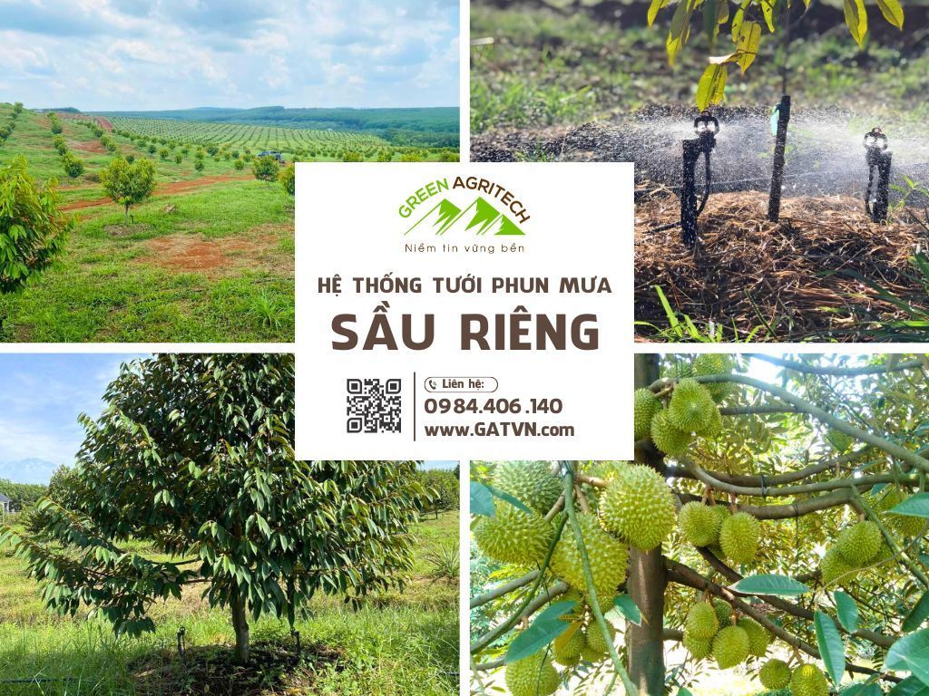 Hệ thống tưới phun mưa cho sầu riêng