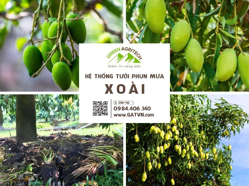 Hệ thống tưới phun mưa cho Xoài