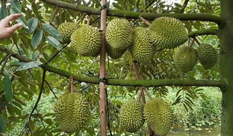 Hệ thống tưới tự động Israel cho Sầu riêng  - Nông nghiệp xanh
