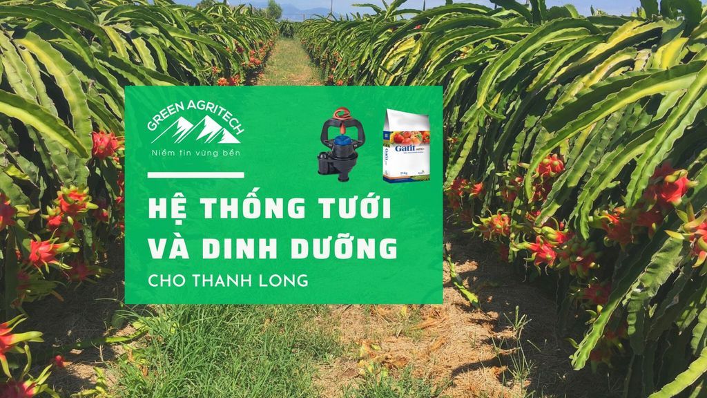 Hệ thống tưới và dinh dưỡng cho thanh long