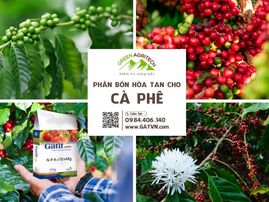 Phân bón hòa tan cho cà phê