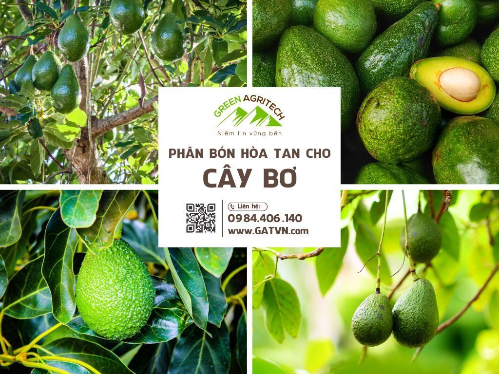 Phân bón hòa tan cho cây bơ