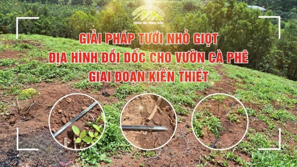 Phương pháp tưới nhỏ giọt cho cây cà phê giai đoạn kiến thiết tại địa hình đồi dốc