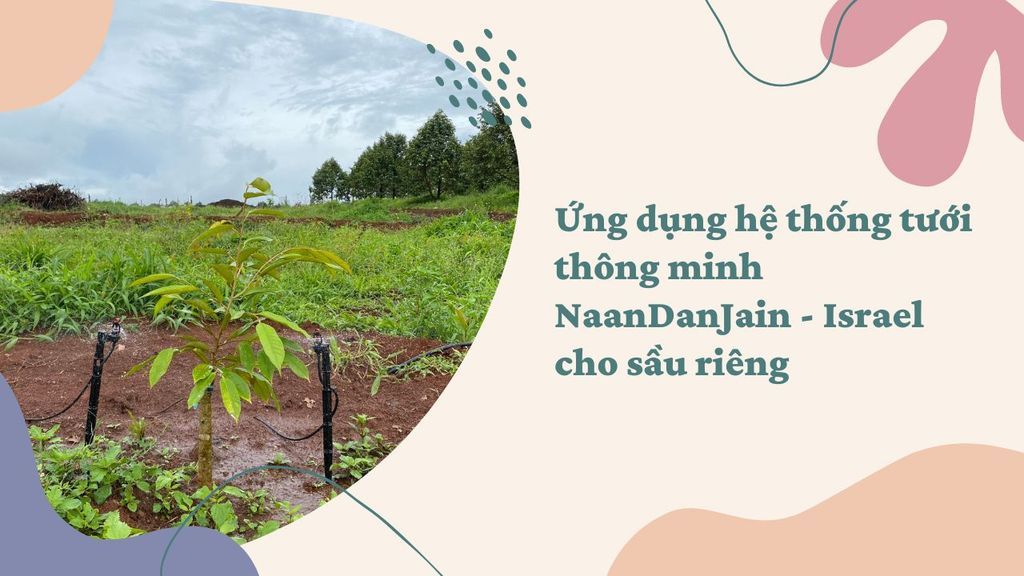 Ứng dụng hệ thống tưới thông minh NaanDanJain - Israel cho sầu riêng