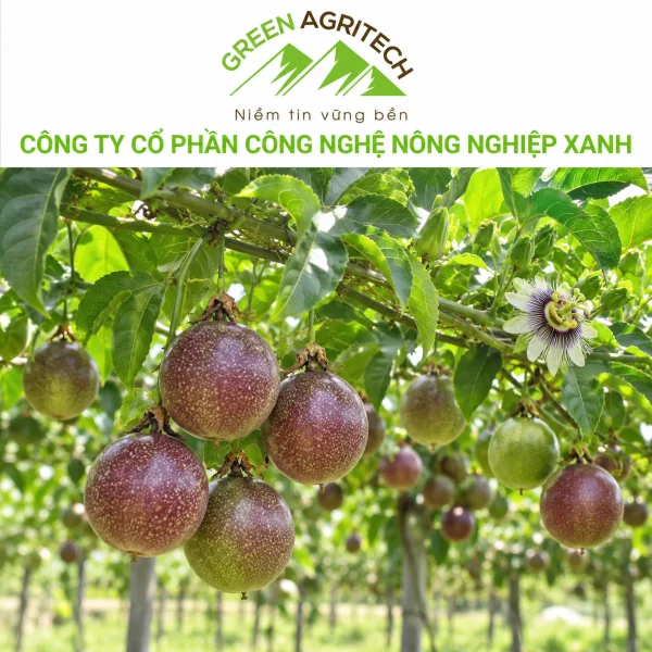 Dinh dưỡng cho cây chanh dây - Phân bón hòa tan Gatit