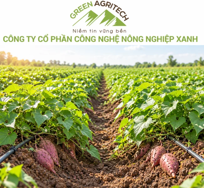 Dinh dưỡng cho cây khoai lang - Phân bón hòa tan Gatit