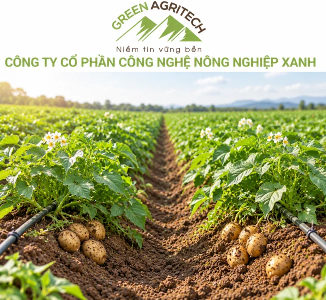 Dinh dưỡng cho cây khoai tây - Phân bón hòa tan Gatit