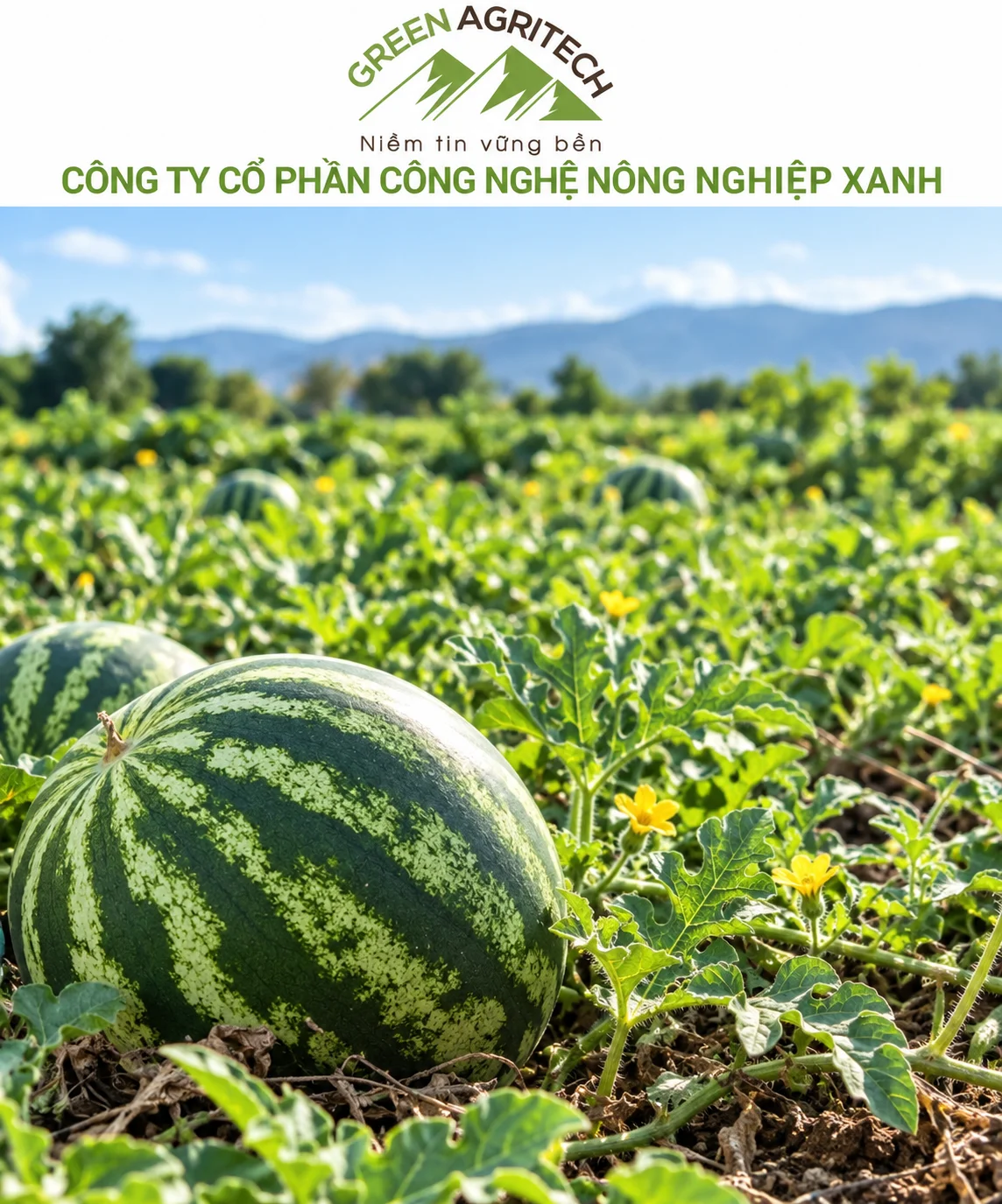 Dinh dưỡng cho dưa hấu - Phân bón hòa tan Gatit