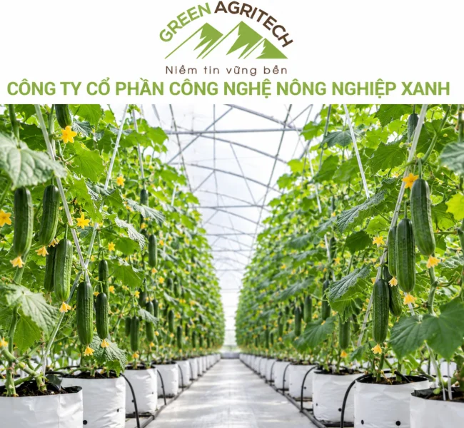 Dinh dưỡng cho dưa leo  - Phân bón hòa tan Gatit