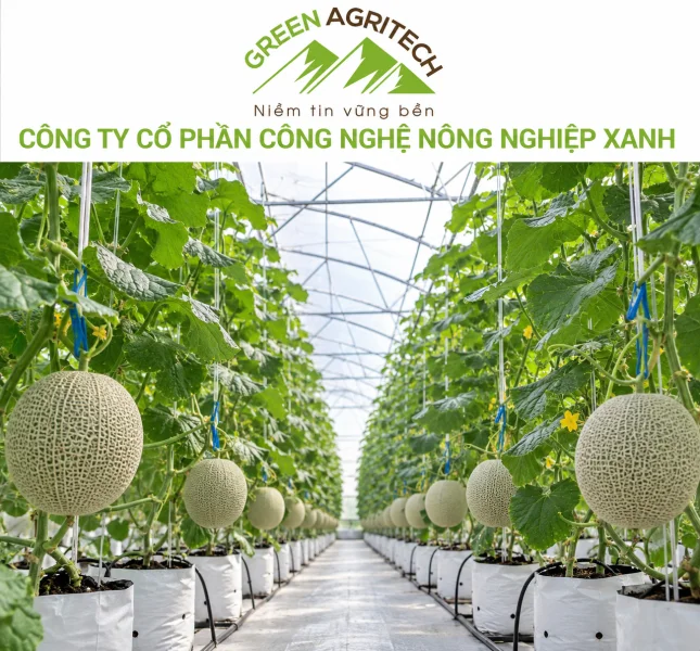 Dinh dưỡng cho dưa lưới  - Phân bón hòa tan Gatit