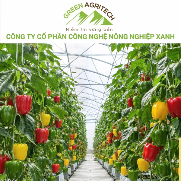 Dinh dưỡng cho ớt ngọt - Phân bón hòa tan Gatit
