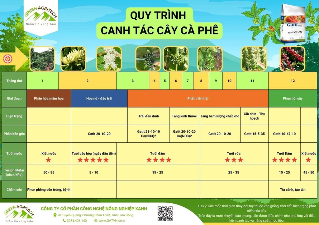 Quy trình canh tác cây Cà phê - Phân bón hòa tan Gatit