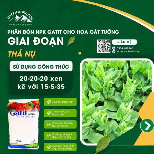 Bí quyết dưỡng hoa cát tường đẹp rạng ngời nhờ phân bón Gatit - Israel