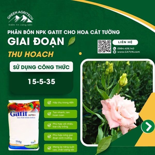 Bí quyết dưỡng hoa cát tường đẹp rạng ngời nhờ phân bón Gatit - Israel