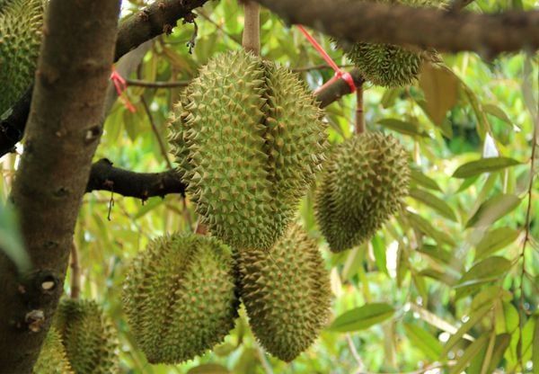 Green Agritech tham gia Lễ hội Sầu riêng Krông Pắc 2024!