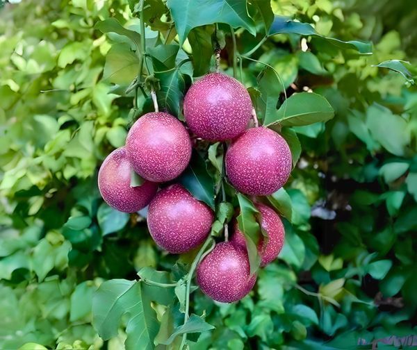 hệ thống tưới cho chanh dây