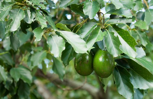 Hệ thống tưới cho cây bơ Tối ưu & Tiết kiệm nước