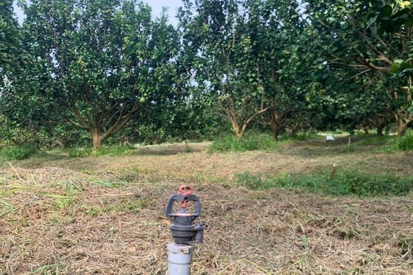 Hệ Thống Tưới Cho Cây Bưởi Tự Động, Tối Ưu Năng Suất Vượt Trội