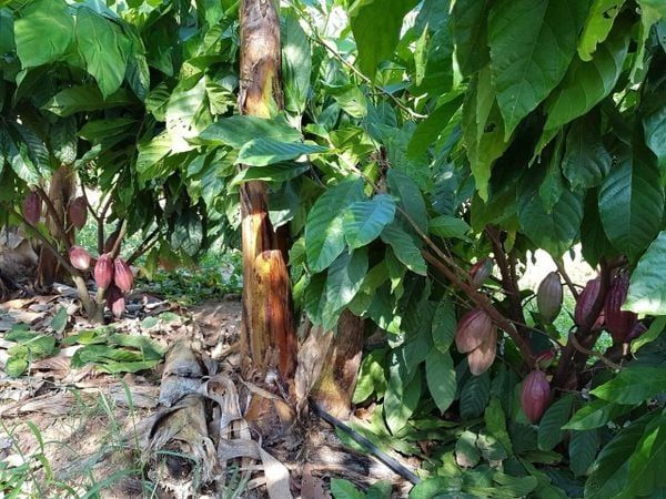 Hệ thống tưới cho cây ca cao Tối ưu & Tiết kiệm chi phí