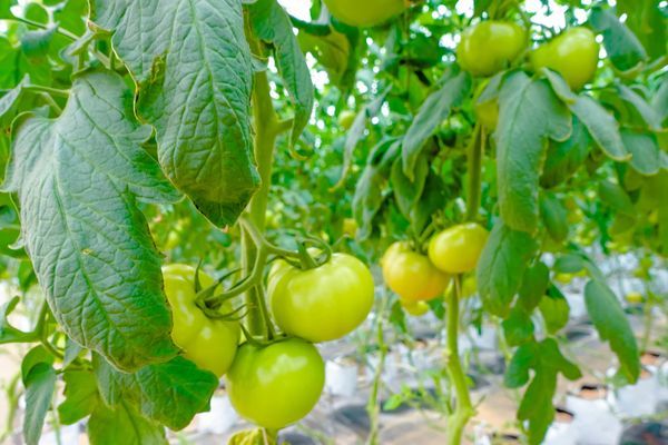 Hệ Thống Tưới Cho Cây Cà Chua Tự Động