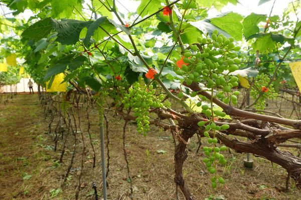 Hệ thống tưới cho cây nho Bù áp