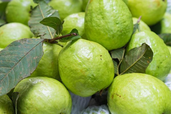 Hệ thống tưới cho cây ổi Tự động