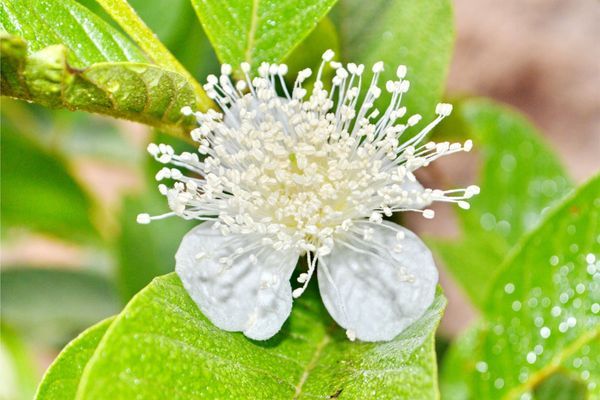 Hệ thống tưới cho cây ổi Tự động