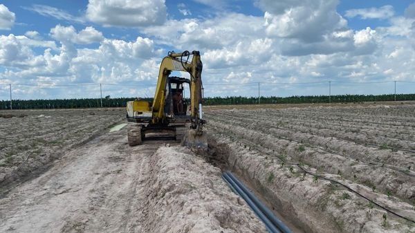 Hệ thống tưới cho cây ớt Năng suất cao