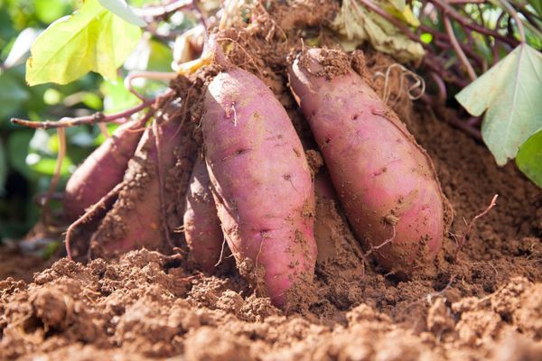 Hệ thống tưới cho khoai lang năng suất cao, củ to đều