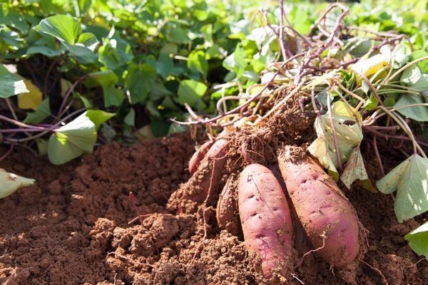 Hệ thống tưới cho khoai lang năng suất cao, củ to đều