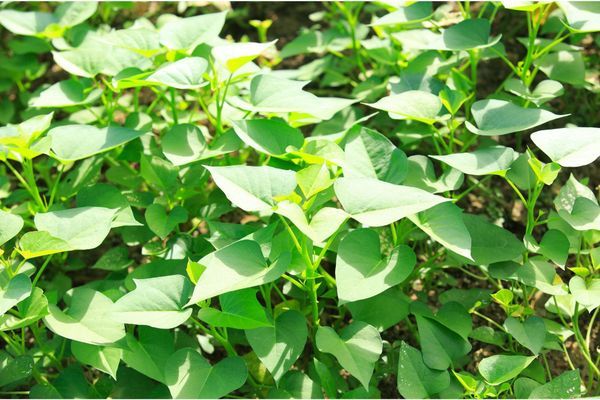 Hệ thống tưới cho khoai lang năng suất cao, củ to đều