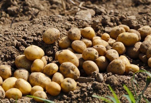 Hệ thống tưới cho khoai tây: Củ to đều, Năng suất Vượt trội
