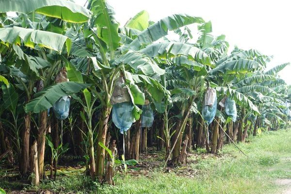 hệ thống tưới nhỏ giọt cho cây chuối