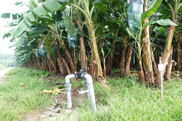 hệ thống tưới nhỏ giọt cho cây chuối