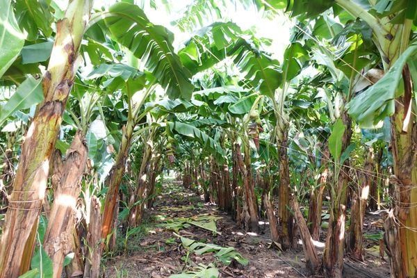 hệ thống tưới nhỏ giọt cho cây chuối